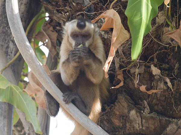 Paraguayaanse kapucijnaap (Sapajus cay)